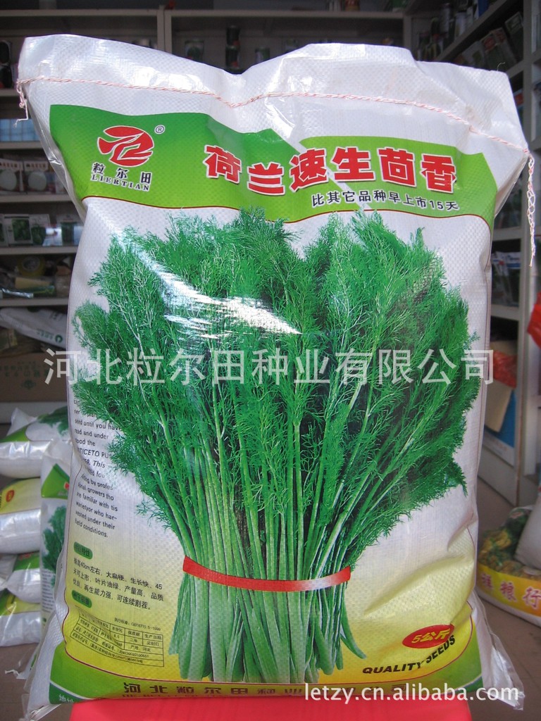 荷兰速生茴香（割茬茴香）