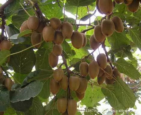 长年供应各种新鲜水果 进口周至野生猕猴桃 物