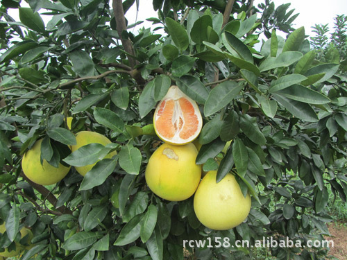 果树-黄肉蜜柚苗 橙肉蜜柚苗木-果树尽在阿里巴