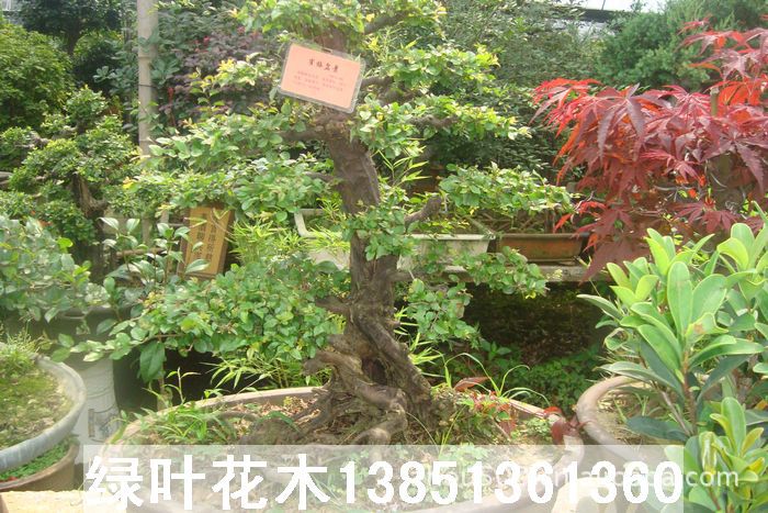 中国最大盆景批发基地 树木盆景江苏精品园 杂木盆景批发市场