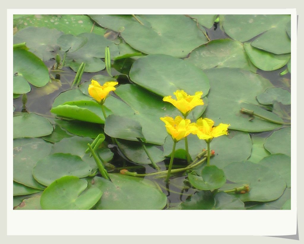 安吉园艺水生植物荇菜苗农直销