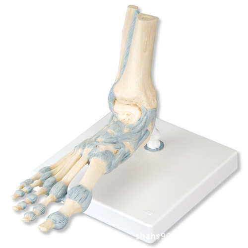 进口配置韧带的足部骨骼模型骨骼模型足骨模型