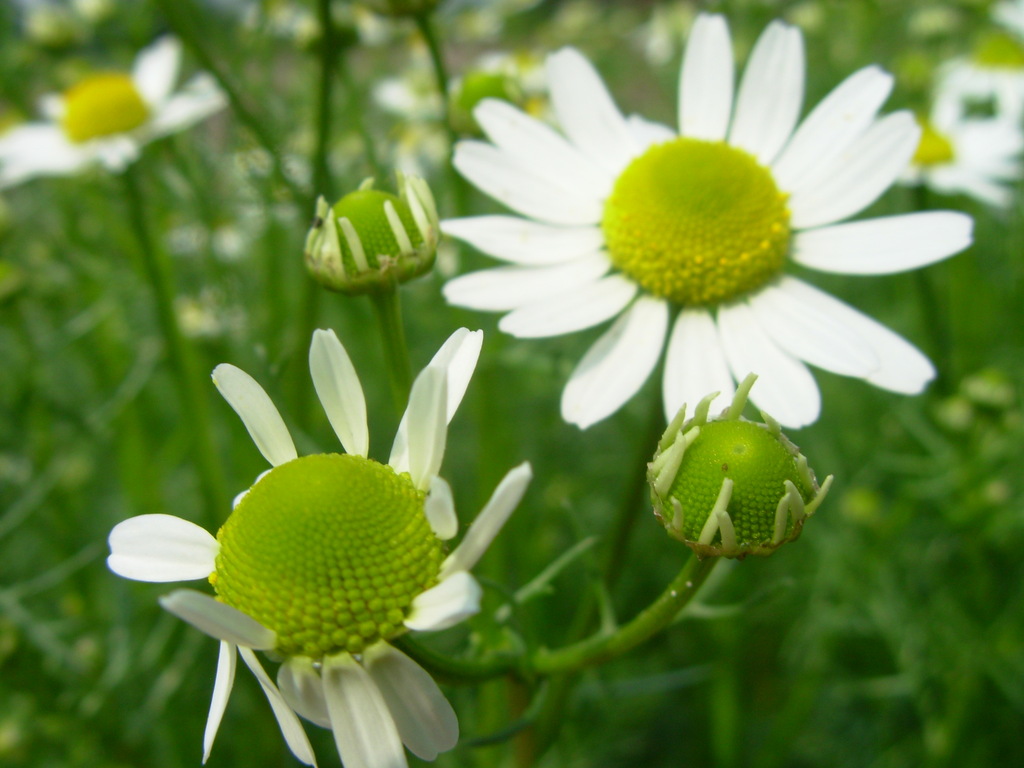 【供应德国甘菊花】价格,厂家,图片,植物提取物