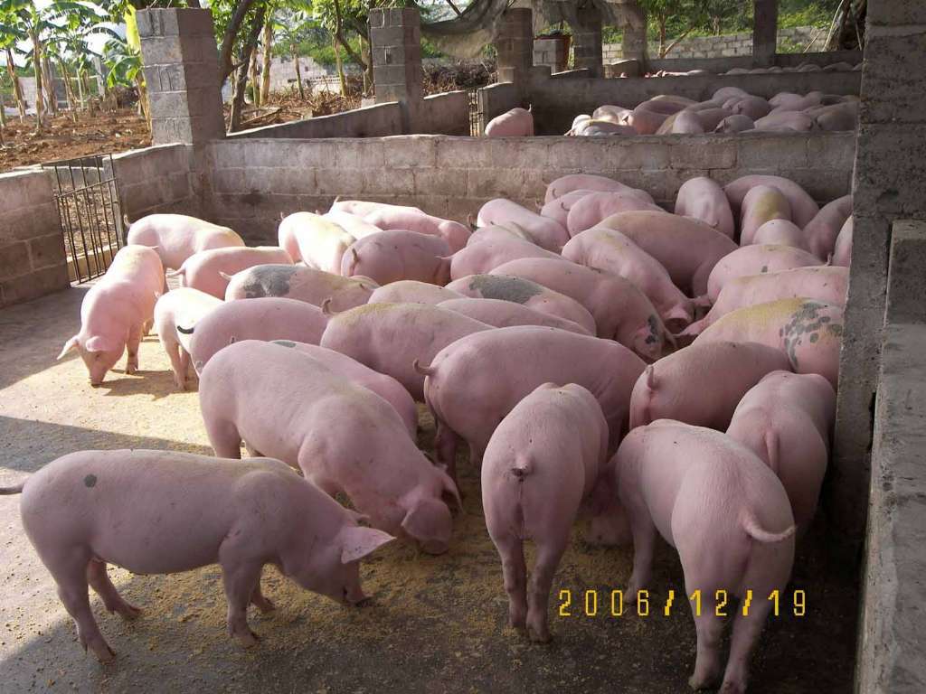 广西玉林市博白县生猪养殖供应基地，供应大猪，小猪，黑猪