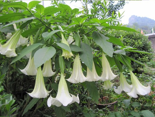 史上最牛药品之魔鬼呼吸