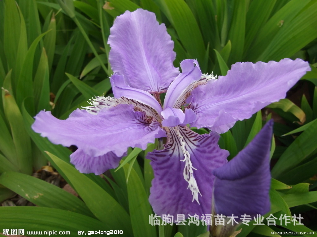 德国鸢尾开花色彩纷呈:白色,蓝色,紫色,紫红色,黄色和复合色;西伯利亚