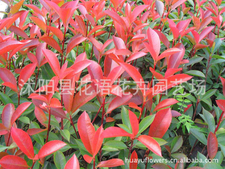 红叶石楠价格 红叶石楠价格
