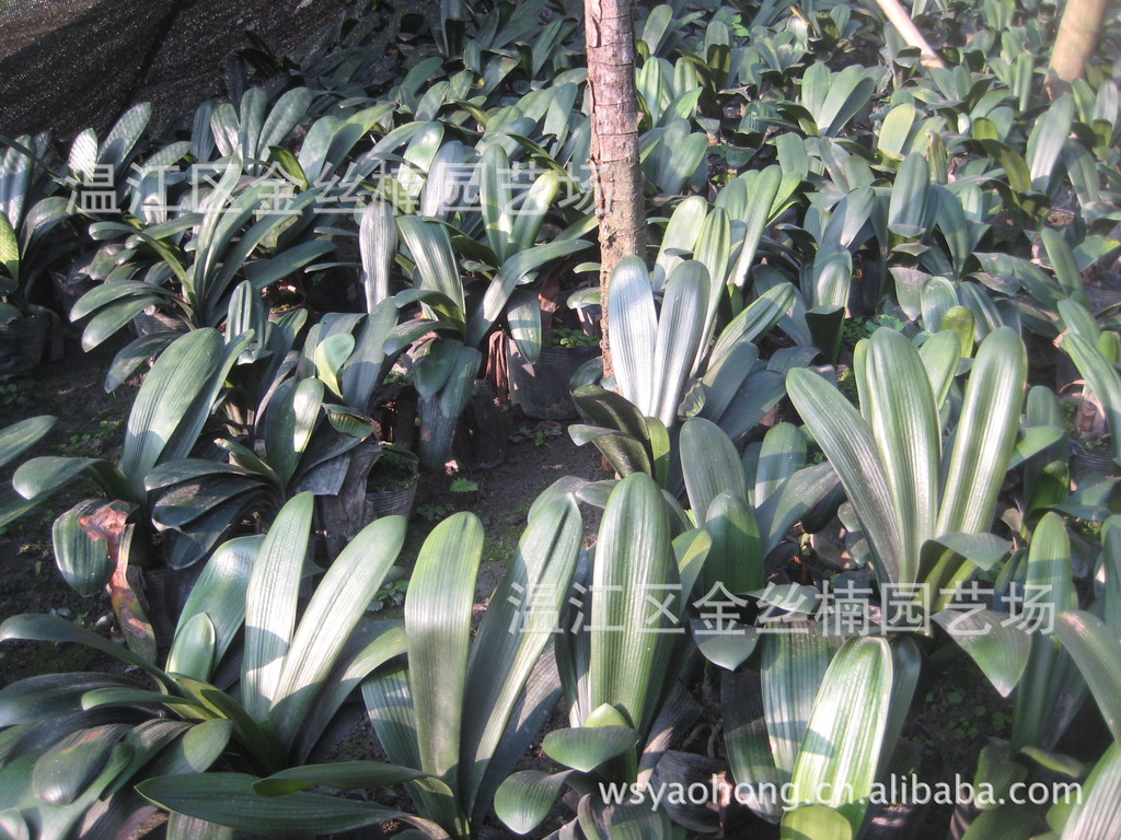 宿根花卉-批发君子兰盆栽 成都君子兰苗 大花君