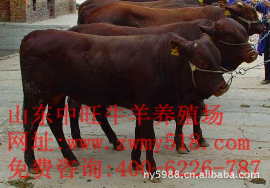 农家养殖 政府补贴 西门塔尔牛 山东省种畜养殖场