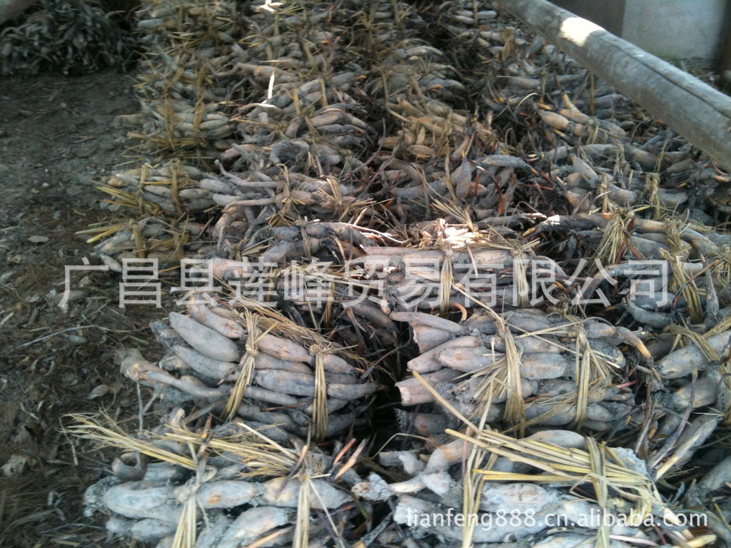 供应藕种 广昌莲藕种子 高产量 高品质 价格详谈（图）