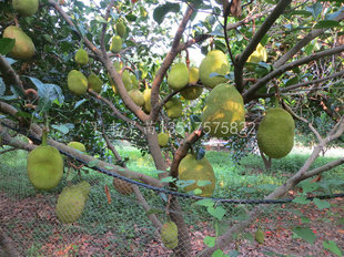 水果种子、种苗-供应四季菠萝蜜果苗果树苗-水