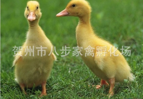 【直销 广西三黄鸡苗 贺州信都三黄鸡苗 三黄鸡