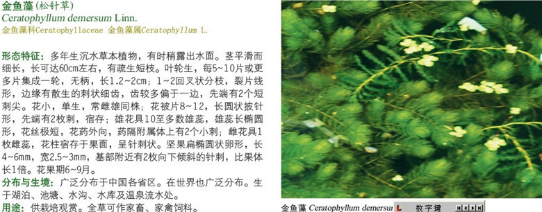供应 水族植物 金鱼藻 松针草