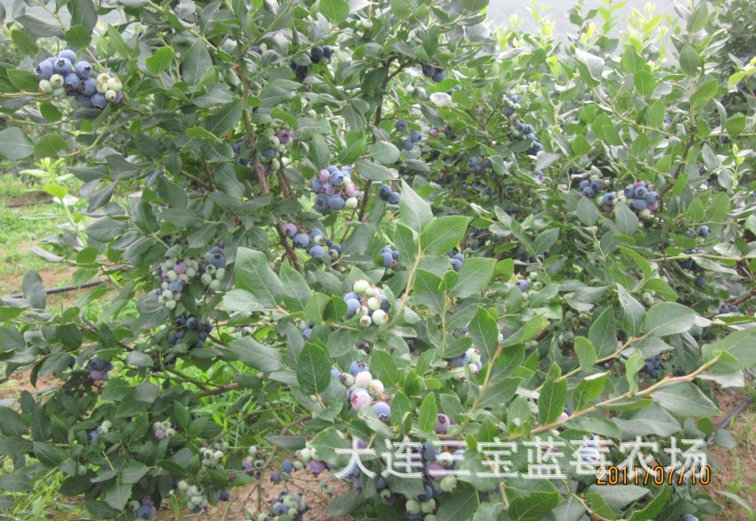 【蓝莓鲜果 大棚蓝莓鲜果 清香蓝莓鲜果】价格