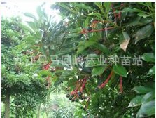 供应紅楠种子（造林绿化工程）珍稀品种种子江西九江种子绿化种子