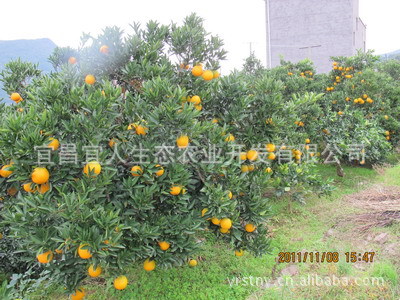 宜昌三峡秭归脐橙 量大价优 无公害绿色水果 脐