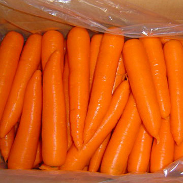 Fresh_Carrots