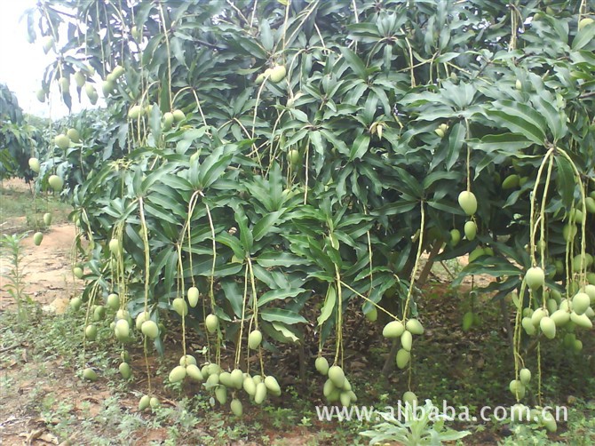 【海南三亚芒果批发 海南水果 热带水果 三亚水