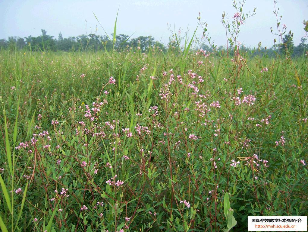 【礼恩堂 罗布麻花茶 批发50克 罐装 防伪查询 降三高必备 新疆特产】价格,厂家,图片,其他饮料,赵剑锋-马可波罗网