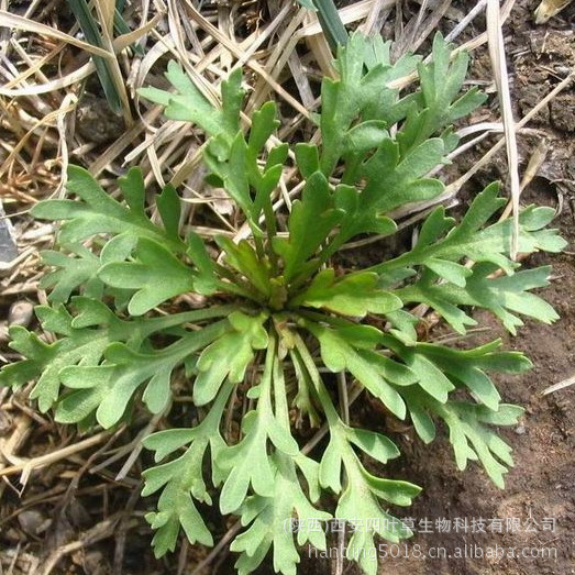 来源 为十字花科草本植物独行菜lepidium apetalum willd.