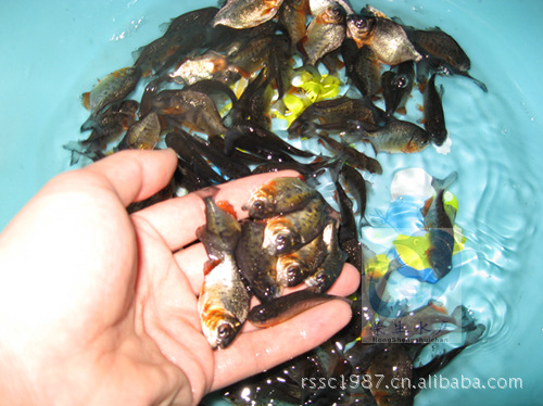 【茂名大量淡水白鲳鱼苗 淡水白鲳鱼花 淡水白