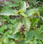 供应赛葵,野生赛葵,治疗肝炎草药;治疗痔疮草药