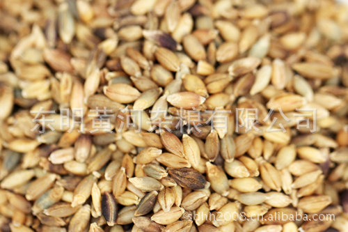 批发供应青稞米 优质西藏青稞米