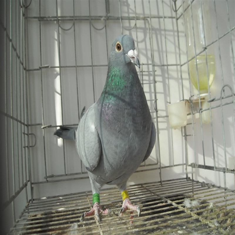 鸽子笼(报价、常用规格、图片) _ 鸽子笼(报价、