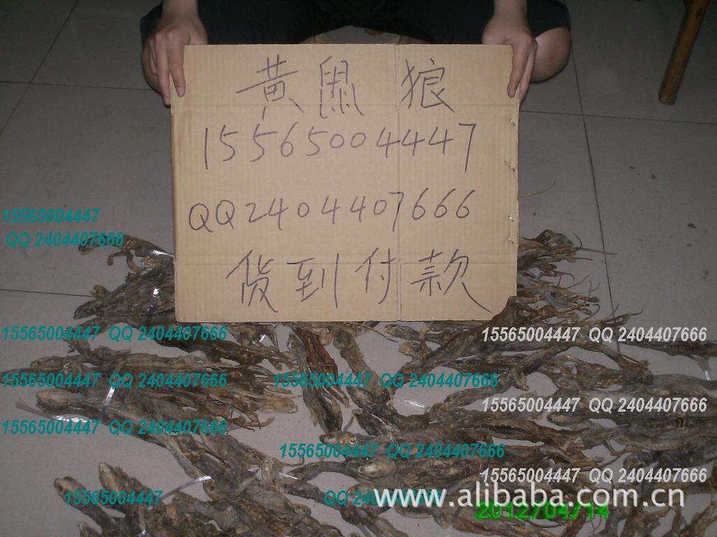 黄鼠狼图片妇照_黄鼠狼附体真实图片_黄鼠狼图片 ...