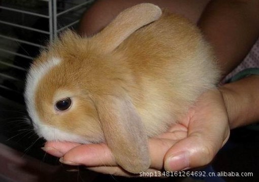 【可爱宠物兔 纯种荷兰垂耳兔】价格,厂家,图片
