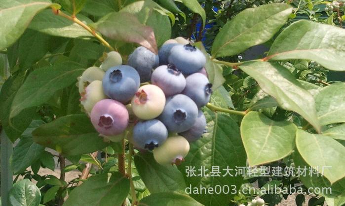蓝莓专用活性土 蓝莓专用活性营养土 蓝莓育苗