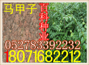 种苗、<em>种子</em>、种球-出售优质:<em>马甲子种子</em>(保质保