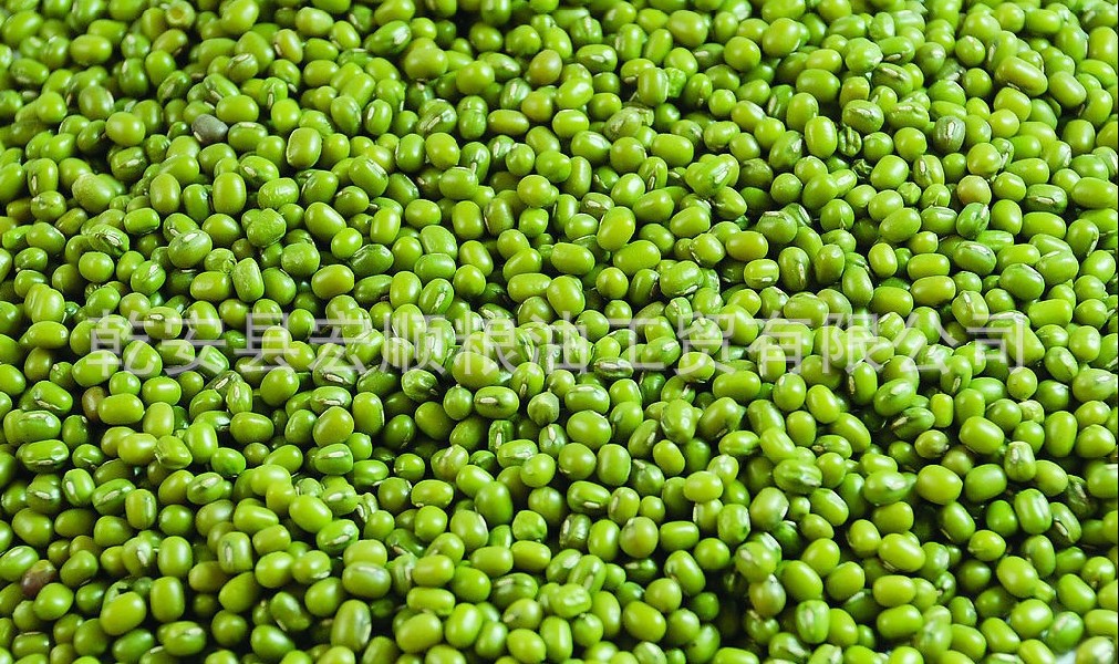 供应绿豆 东北绿豆 优质绿豆 精选绿豆 商品豆 芽豆 绿豆价格