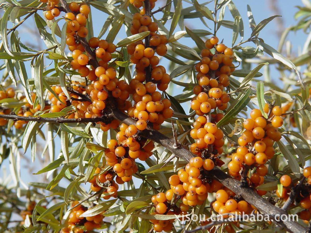 植物提取物-新疆特产 沙棘双亚软胶囊 100粒\/瓶