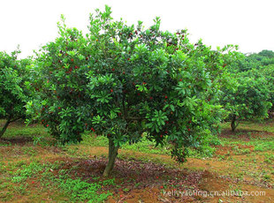 植物提取物-厂商供应杨梅树皮提取物 萃取物(可