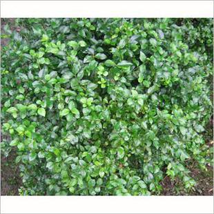其他园林植物-<em>小叶女贞</em> 苗木批发 <em>盆栽</em> 基地直