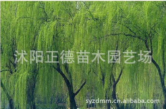 垂柳,拉丁名 salix babylonica,别名 垂枝柳 倒挂柳 倒插杨柳 杨柳