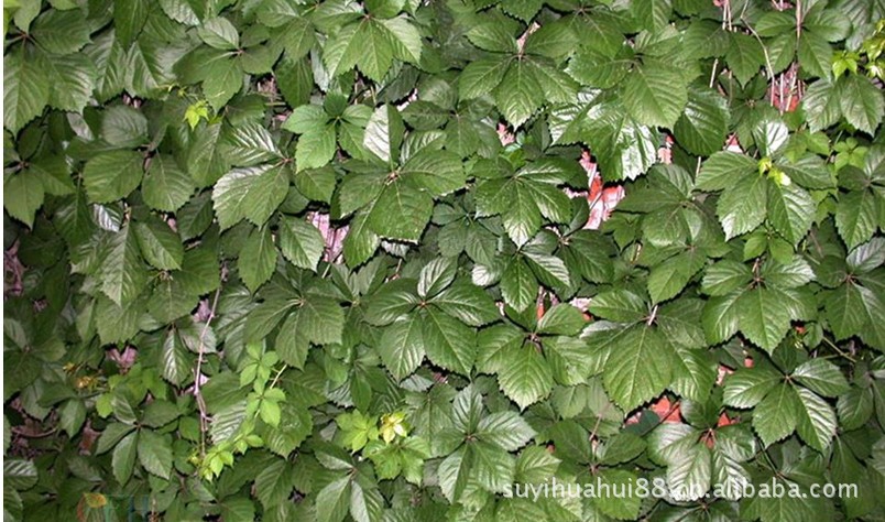 爬山虎 爬墙高手 攀缘花卉 藤本植物 五叶地锦