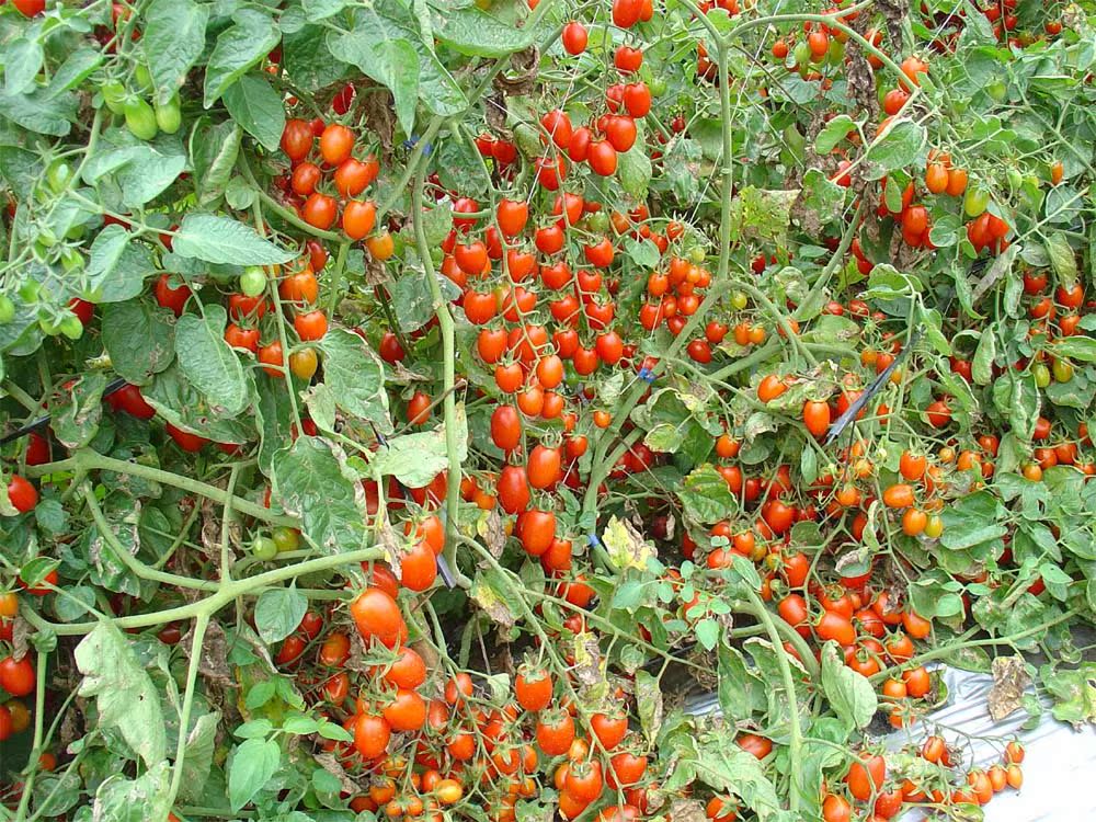 高产<em>圣女果品种</em>-红星 果实红亮硬度好不易裂优