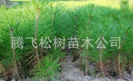 樟子松苗2年营养杯苗1-3年裸根树苗苗 樟子松幼苗批发