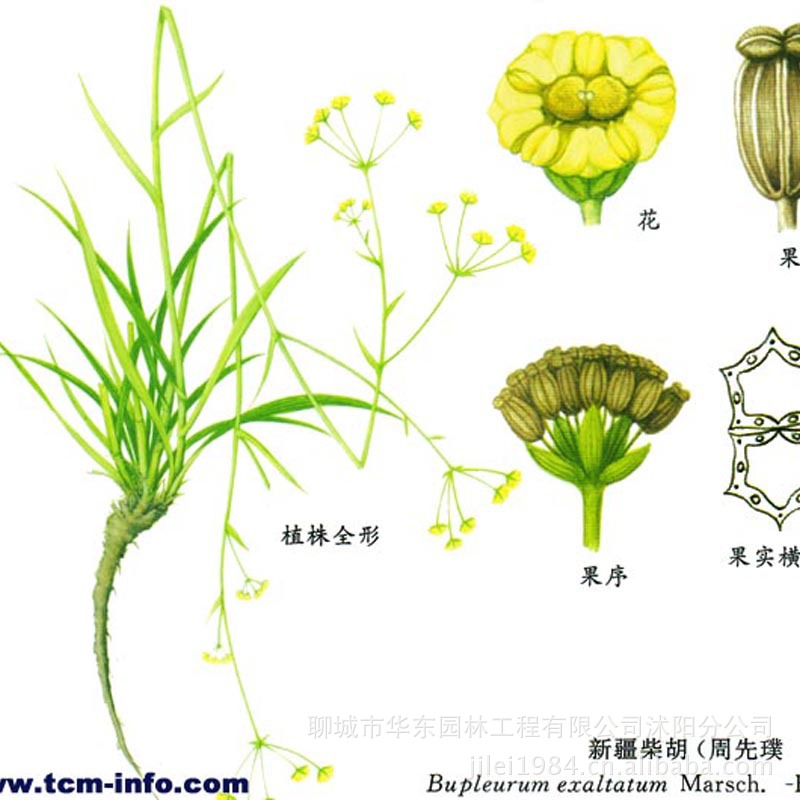 【柴胡种子 种子 地熏 茈胡 山菜 量大从优 电话