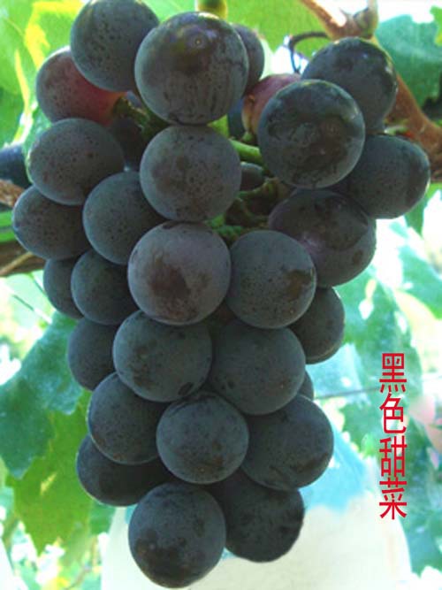 【溧阳紫硕园葡萄】厂家经营种植各种味美葡萄