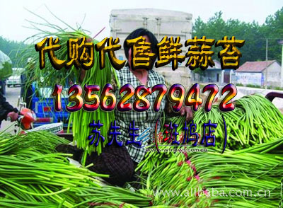 【出售最优质蒜苔1.8-2.0元\/斤蒜.苔条长50公分