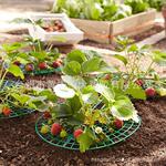 Strawberry support/��ݮ��/ֲ��֧�ż�/԰��֧�ż�