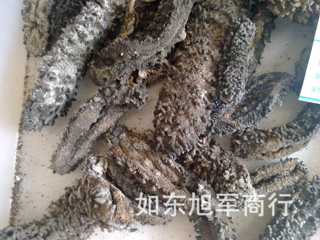 【广东优质天然梅花参950元一斤】价格,厂家,