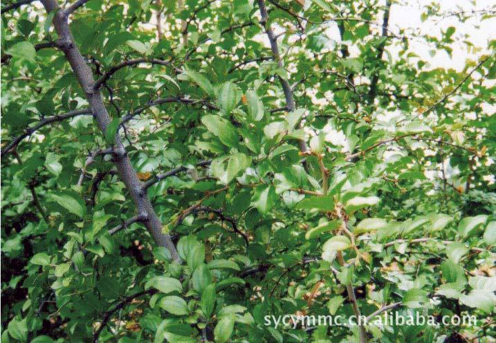 种苗、种子、种球-供应铁篱笆- <em>马甲刺</em>种子 围