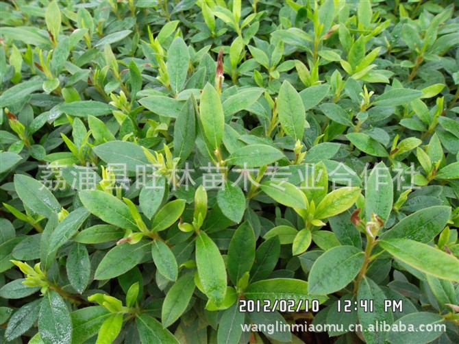 广西桂林优质毛杜鹃扦插小苗供应 杜鹃花盆景批发 花园装饰花卉