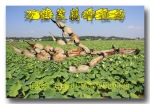 供应莲菜新品种—鄂莲系列(原种)
