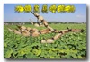 供应莲藕新品种—鄂莲系列(原种)
