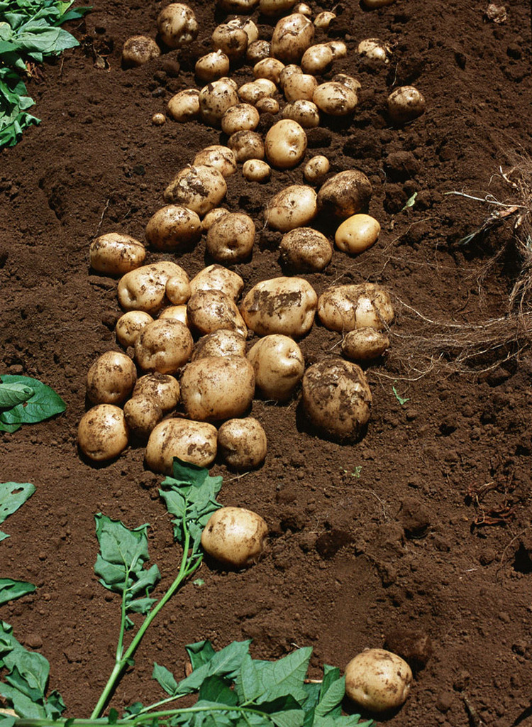 块茎类-批发土豆 马铃薯 洋芋批发 产地甘肃临